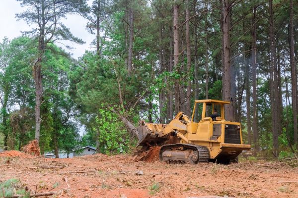 Trees Clearing in Midland