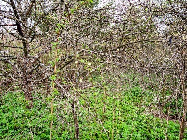 Underbrush Clearing in Midland