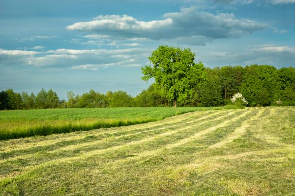 Cost of Vegetation Removal in Midland