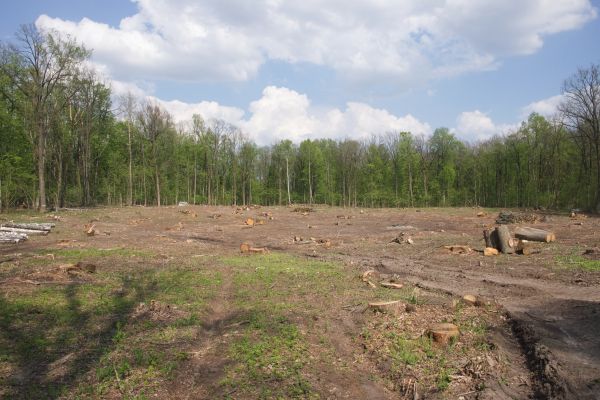 Cost of Pasture Clearing in Midland
