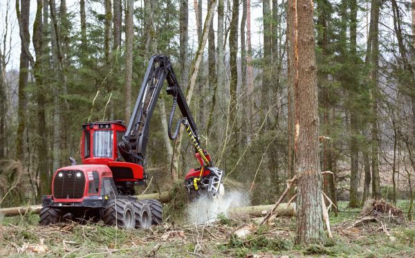Cost of Forest Clearance Service in Midland