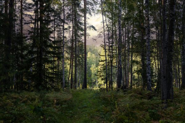 Cost of Pine Tree Clearing in Midland